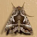 Autographa speciosa - Hodges#8919 - photo 5