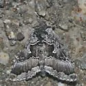 White Y Mark - Hodges#8921 - Autographa v-alba