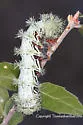 Cecrops eyed Silkmoth - Hodges#7748