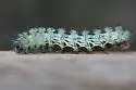 Cecrops eyed Silkmoth - Hodges#7748 - photo 2