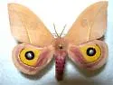 Cecrops eyed Silkmoth - Hodges#7748 - photo 3