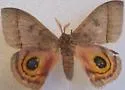 Iris eyed Silkmoth - Hodges#7747 - Automeris iris