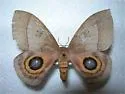 Iris eyed Silkmoth - Hodges#7747 - photo 2