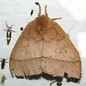 Iris eyed Silkmoth - Hodges#7747 - photo 3