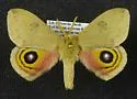 Automeris louisiana - Hodges#7749.1 - photo 2
