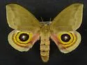 Automeris louisiana - Hodges#7749.1 - photo 3