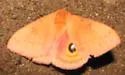 Automeris patagoniensis - Hodges#7749.2