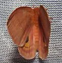 Automeris patagoniensis - Hodges#7749.2 - photo 2