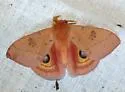 Automeris patagoniensis - Hodges#7749.2 - photo 3