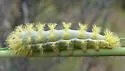 Automeris patagoniensis - Hodges#7749.2 - photo 4