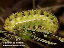 Automeris patagoniensis - Hodges#7749.2 - photo 5
