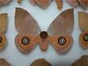 Rand's Eyed Silk Moth - Hodges#7745