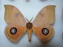 Rand's Eyed Silk Moth - Hodges#7745 - photo 2