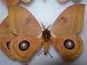 Rand's Eyed Silk Moth - Hodges#7745 - photo 3