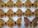 Rand's Eyed Silk Moth - Hodges#7745 - photo 4