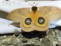 Rand's Eyed Silk Moth - Hodges#7745 - photo 5