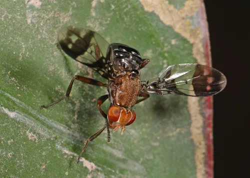 Automola atomaria