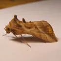 Bean-leaf Skeletonizer Moth - Hodges#8891