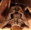 Bean-leaf Skeletonizer Moth - Hodges#8891 - photo 3