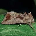 Bean-leaf Skeletonizer Moth - Hodges#8891 - photo 4