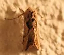 Bean-leaf Skeletonizer Moth - Hodges#8891 - photo 5