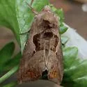 Autoplusia egenoides - Hodges#8893