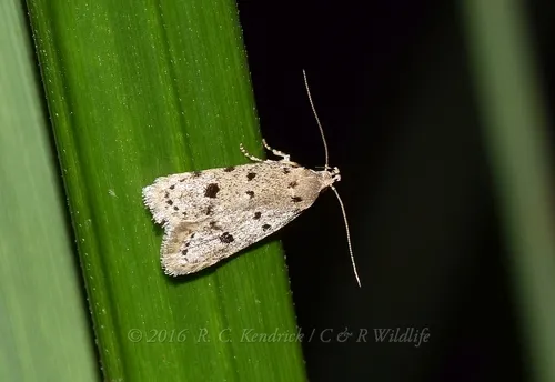 Autosticha calceata - photo 4