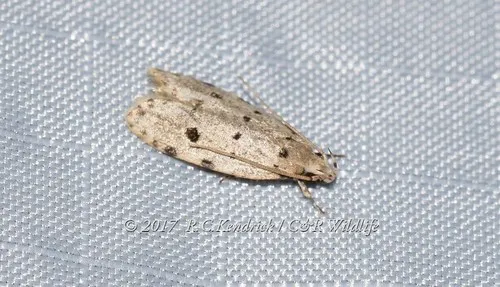 Autosticha calceata - photo 5
