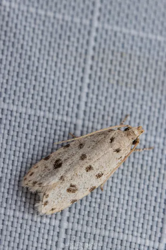 Autosticha calceata - photo 7
