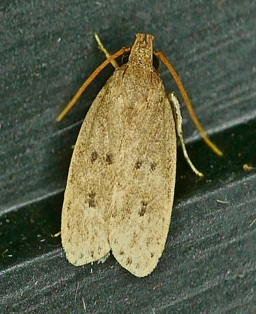 Kyoto Moth - photo 2