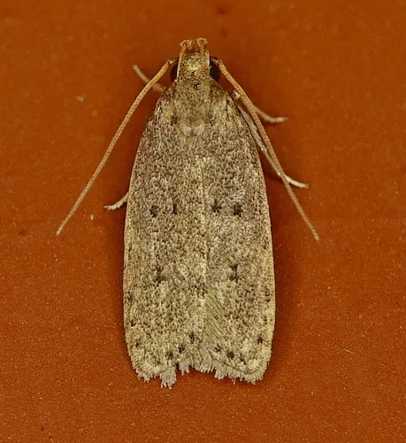 Kyoto Moth - photo 6