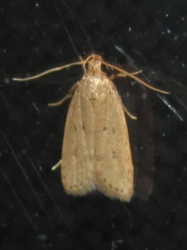 Concealer Moths - photo 2