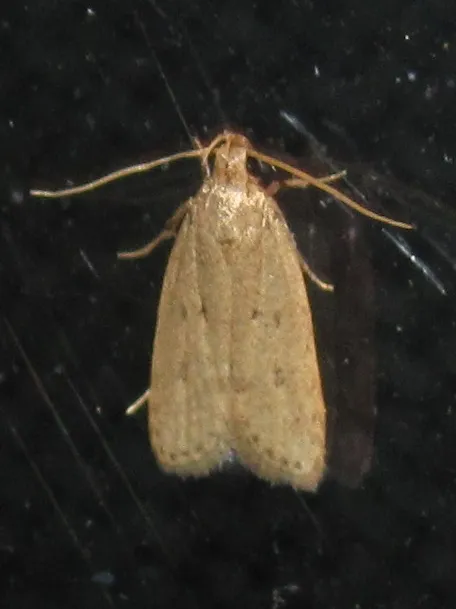 Concealer Moths - photo 3