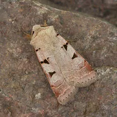 Autumnal Rustic - Eugnorisma glareosa