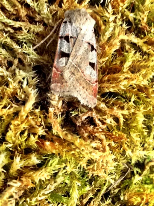Autumnal Rustic - photo 7