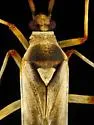Autumnimiris albescens