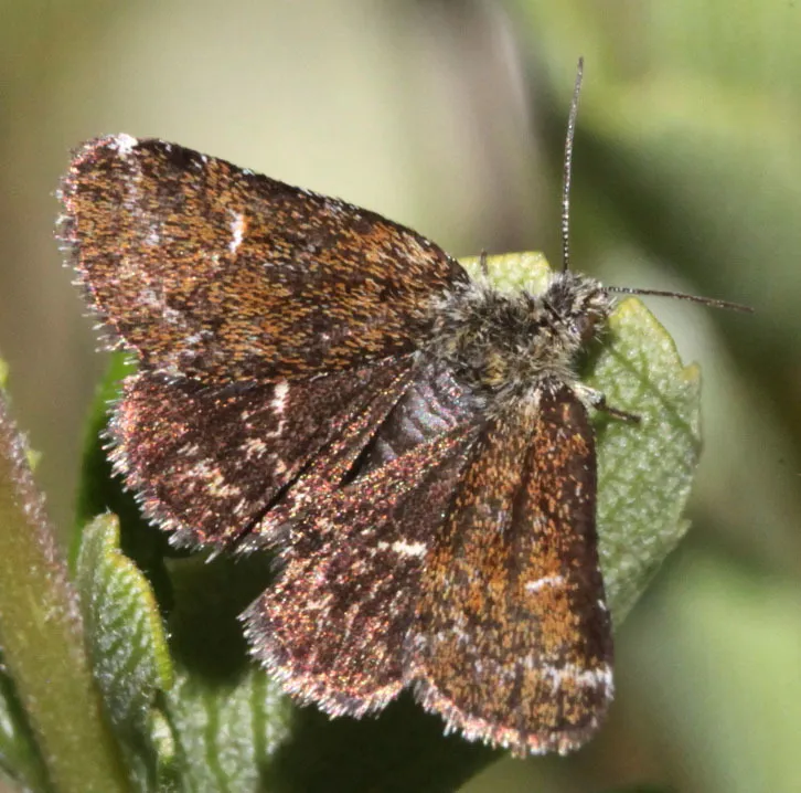 Axenus arvalis - Hodges#9849 - photo 2