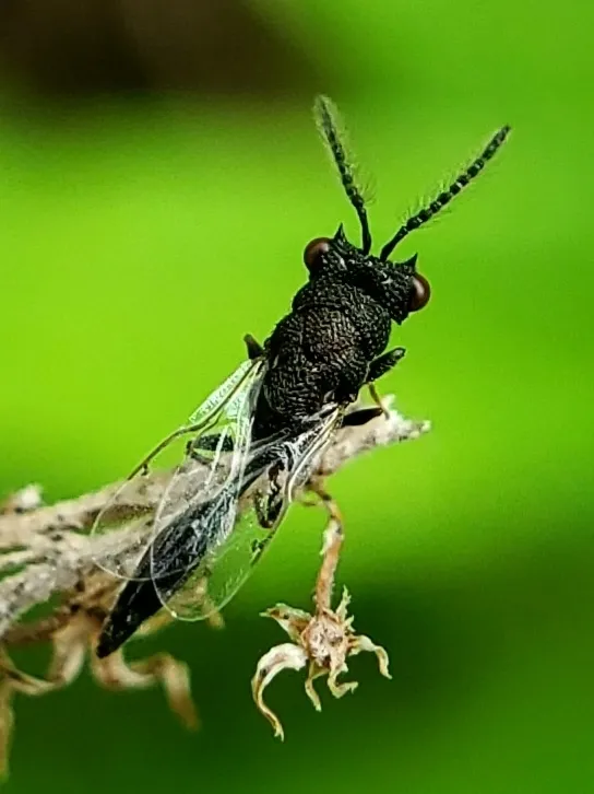 Axima zabriskiei - photo 2