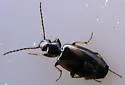 Axinopalpus biplagiatus - Axinopalpus biplagiatus