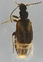 Axinopalpus biplagiatus - photo 2