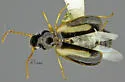 Axinopalpus biplagiatus - photo 3