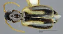 Axinopalpus biplagiatus - photo 4