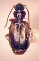 Axinopalpus denticulatus
