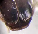 Axinopalpus denticulatus - photo 2