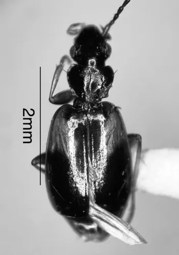 Axinopalpus illectus - photo 2