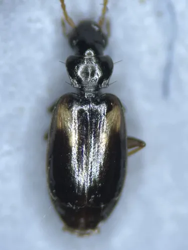Axinopalpus illectus - photo 3