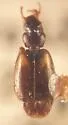 Axinopalpus pratti