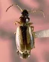 Axinopalpus vittatus
