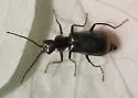 Axinotarsus pulicarius