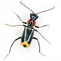 Axinotarsus pulicarius - photo 2